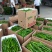 通许县精品辣椒收购基地常年代收各种辣椒，艳红，杭椒，等等