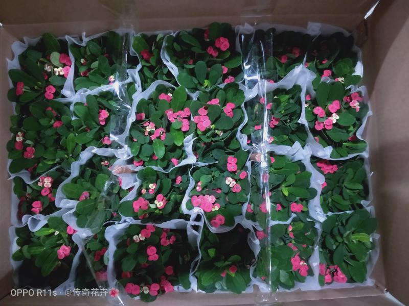 铁海棠又名虎刺梅基地直供90规格120规格混色装花期长
