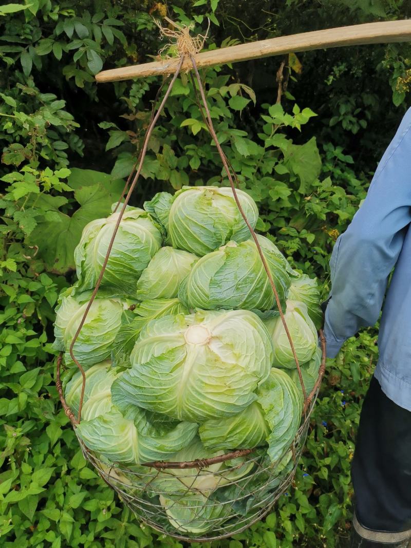 精品包菜韩盛奥奇娜京丰保质保量可视频看货