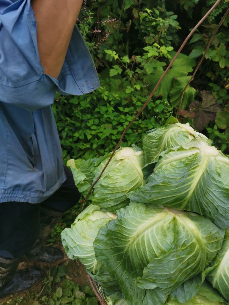 精品包菜韩盛奥奇娜京丰保质保量可视频看货