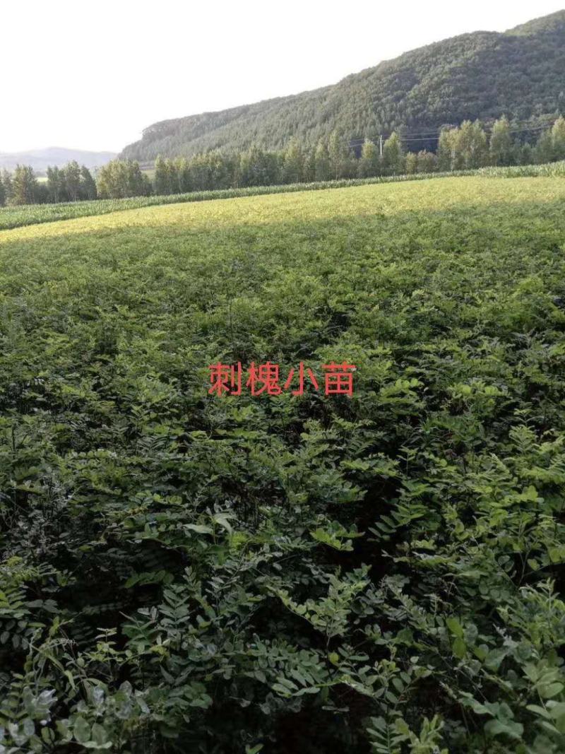 【优质】刺槐苗场地直发欢迎来电咨询量大从优可视频看货
