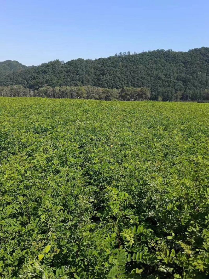 【优质】刺槐苗场地直发欢迎来电咨询量大从优可视频看货