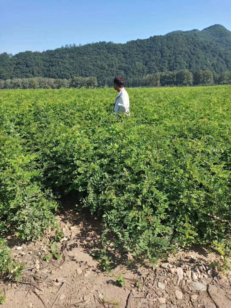 【优质】刺槐苗场地直发欢迎来电咨询量大从优可视频看货
