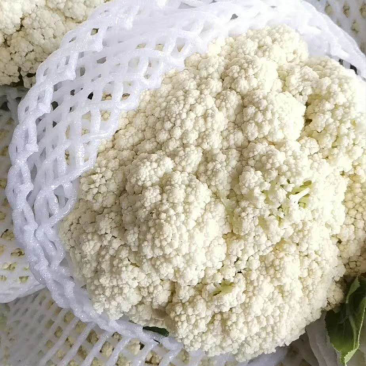 有机花菜，散花，松花大量上市欢迎选购，口感不错，青杆的