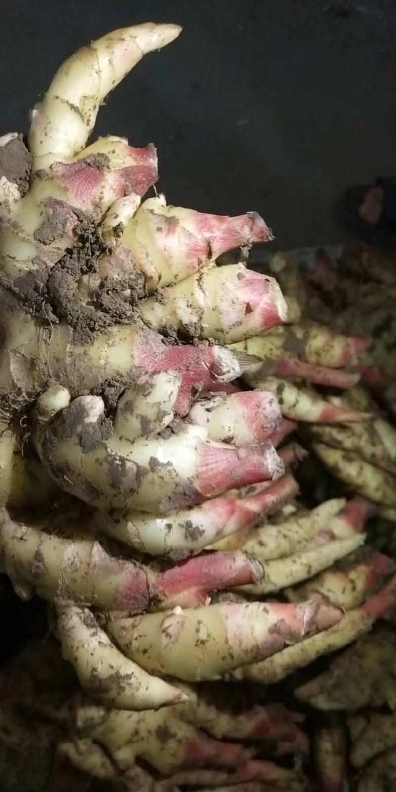 嫩姜，小黄姜，红芽嫩姜，泡姜，支持一件代发，产地直销