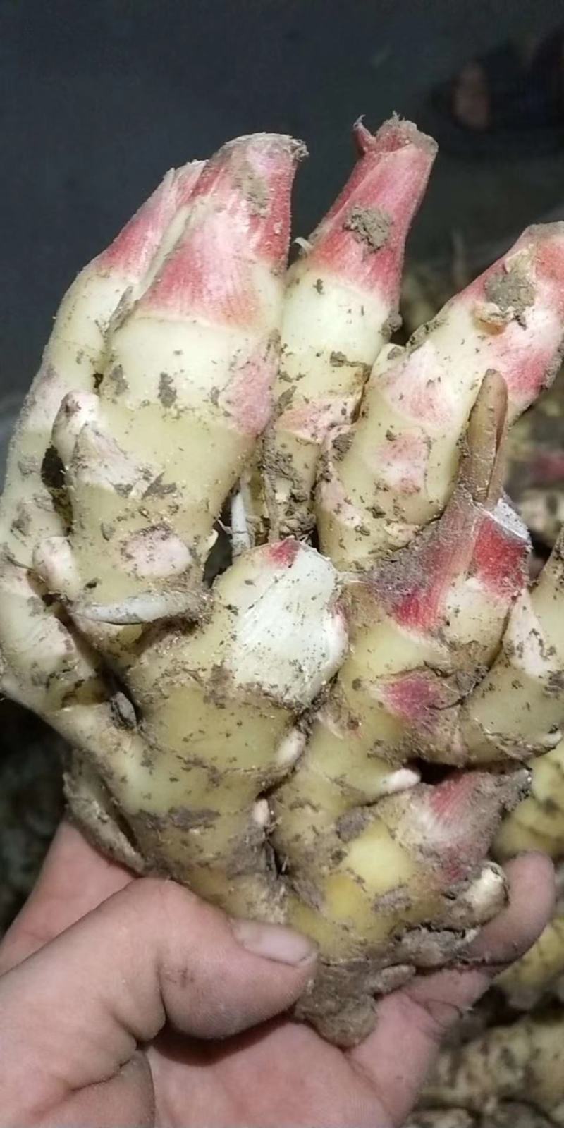 嫩姜，小黄姜，红芽嫩姜，泡姜，支持一件代发，产地直销