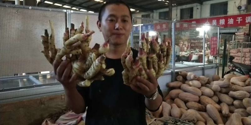 嫩姜，小黄姜，红芽嫩姜，泡姜，支持一件代发，产地直销