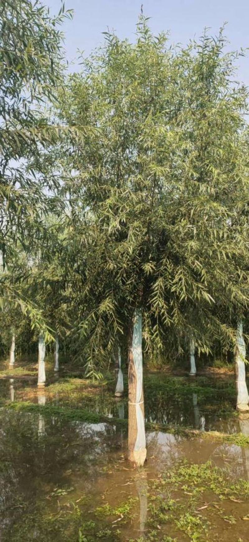 21公分速生柳自家苗圃种植基地直发量大优惠质量保证