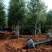 21公分速生柳自家苗圃种植基地直发量大优惠质量保证