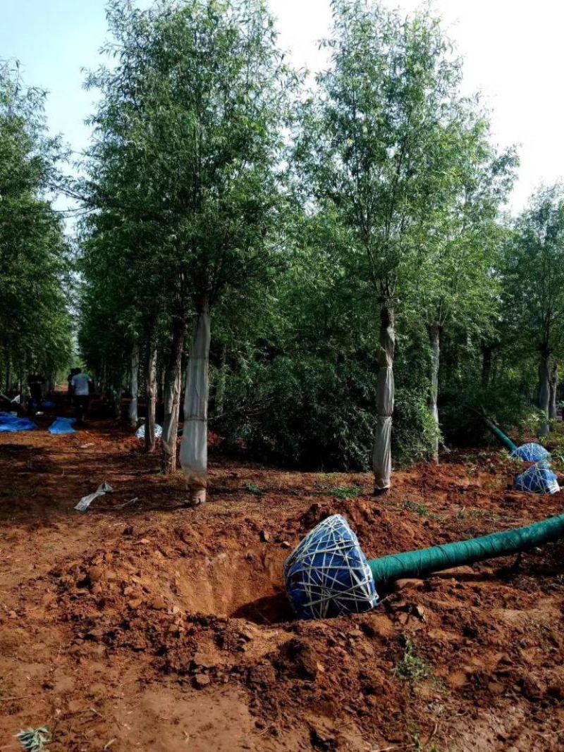 21公分速生柳自家苗圃种植基地直发量大优惠质量保证