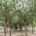 21公分速生柳自家苗圃种植基地直发量大优惠质量保证