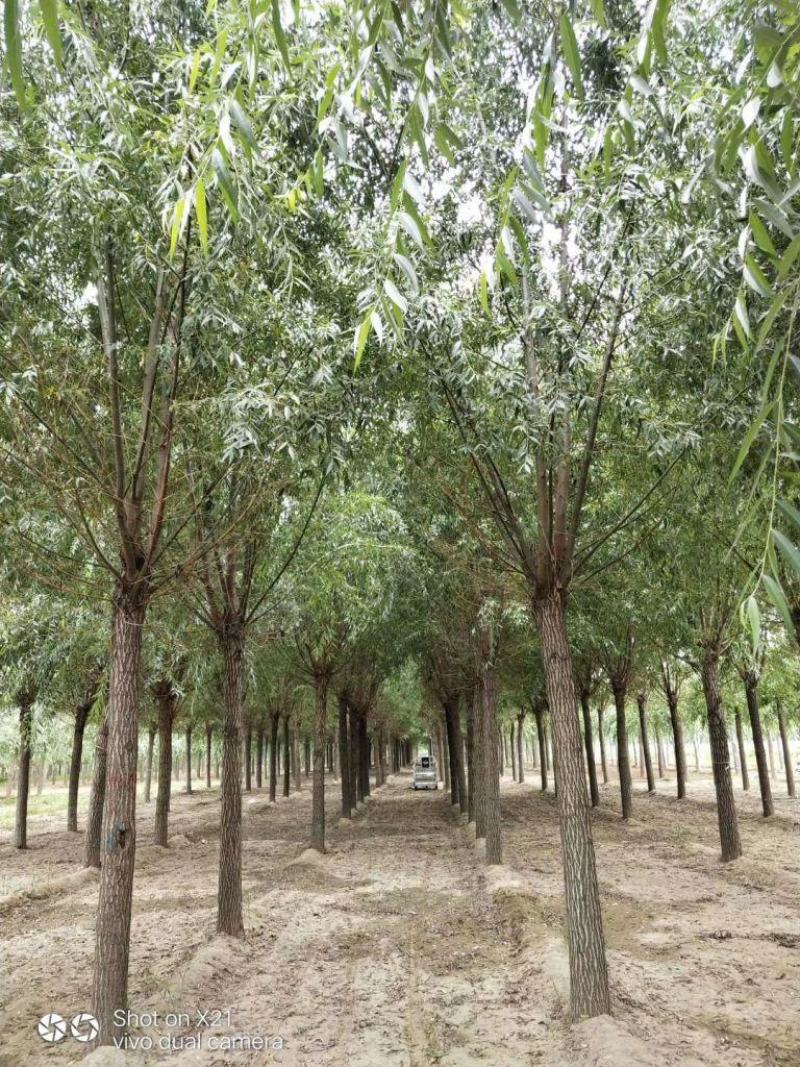 21公分速生柳自家苗圃种植基地直发量大优惠质量保证