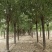 21公分速生柳自家苗圃种植基地直发量大优惠质量保证