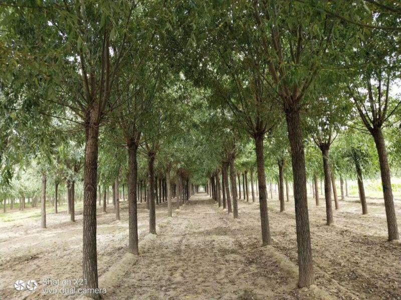 21公分速生柳自家苗圃种植基地直发量大优惠质量保证