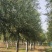 21公分速生柳自家苗圃种植基地直发量大优惠质量保证