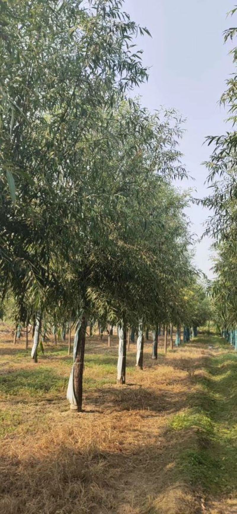 21公分速生柳自家苗圃种植基地直发量大优惠质量保证