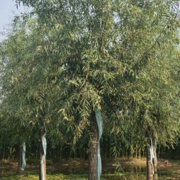 21公分速生柳自家苗圃种植基地直发量大优惠质量保证