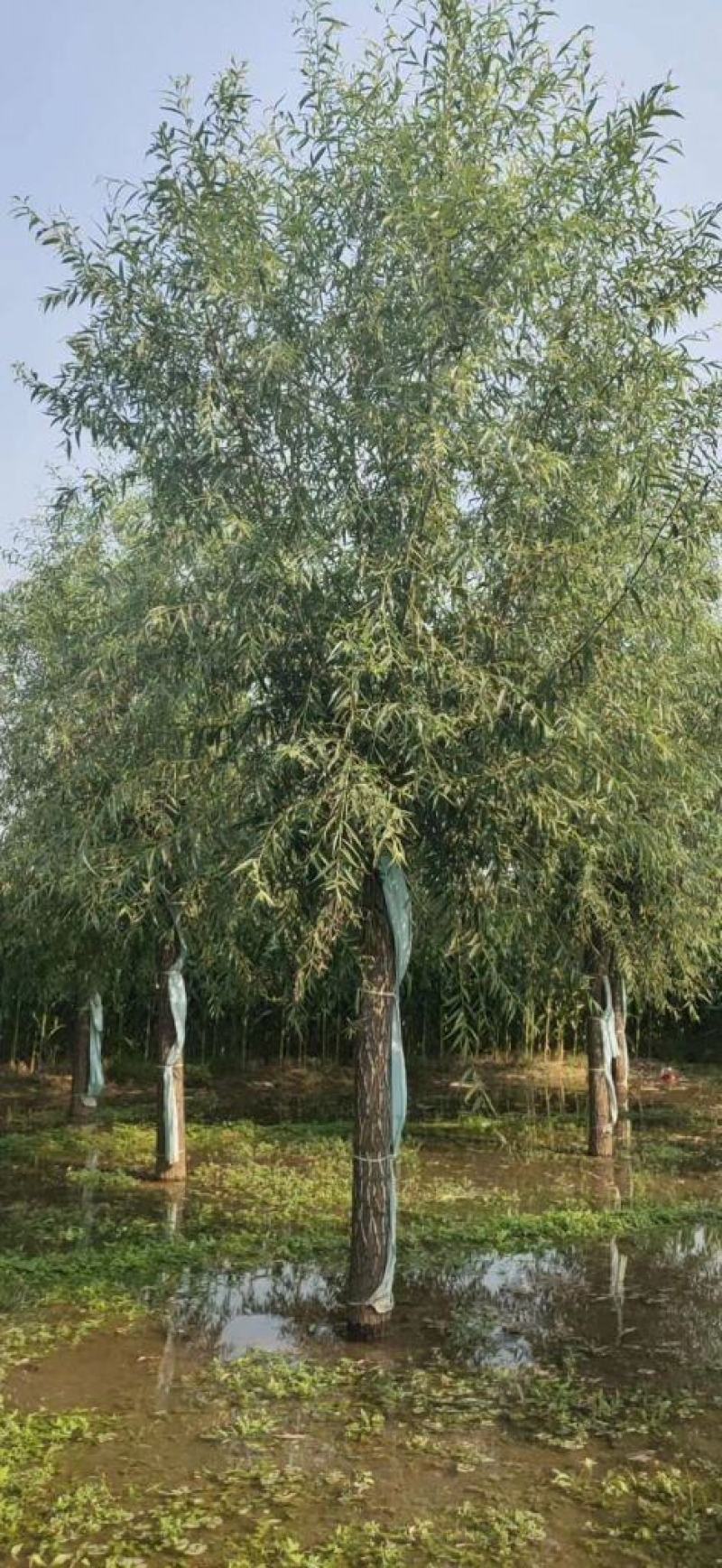 21公分速生柳自家苗圃种植基地直发量大优惠质量保证