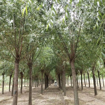22公分速生柳精品出售产地直销价格优惠质量保证