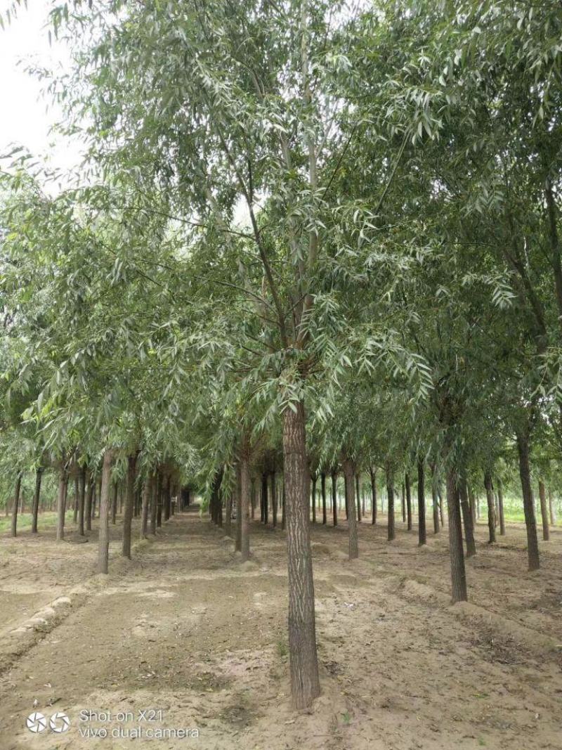22公分速生柳精品出售产地直销价格优惠质量保证
