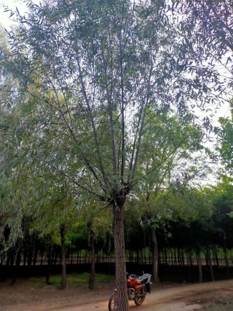 25公分速生柳产地直销规格齐全现挖现卖量大优惠