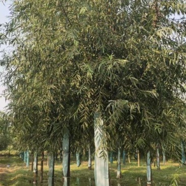 25公分速生柳产地直销规格齐全现挖现卖量大优惠