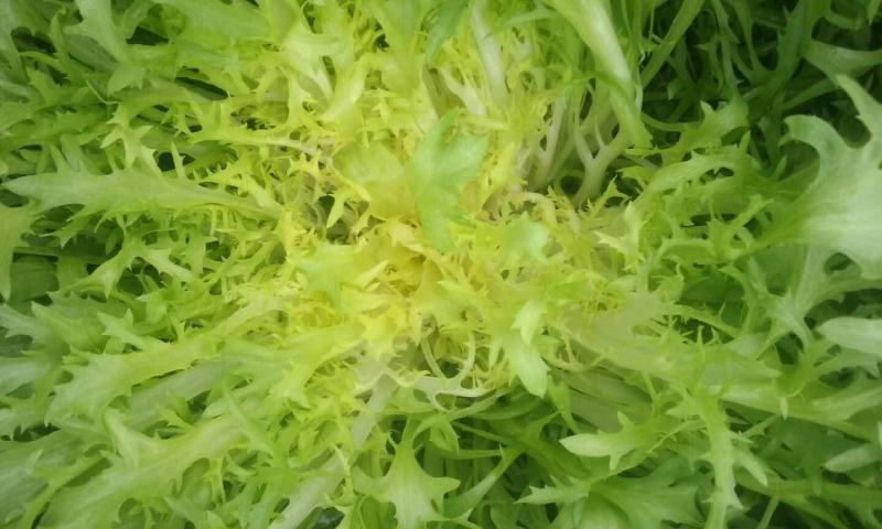 苦苣种子黄芯碎叶50克春秋四季细叶苦菊种籽基地大田种植