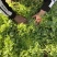 苦苣种子黄芯碎叶50克春秋四季细叶苦菊种籽基地大田种植