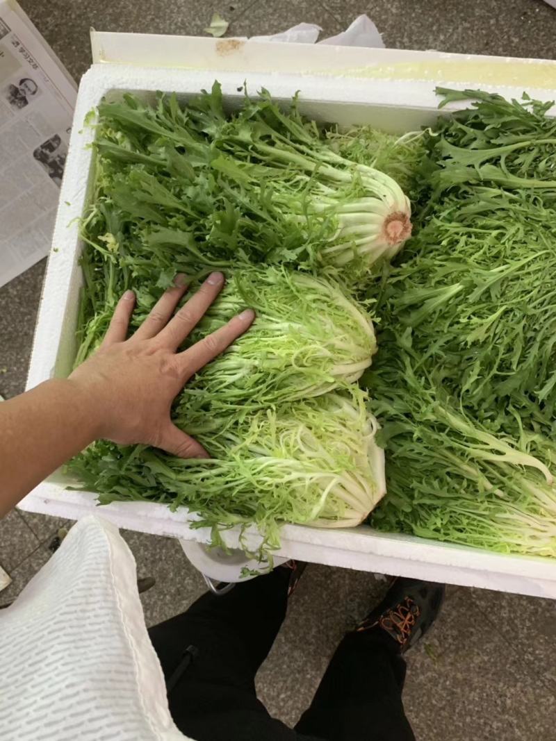 苦苣种子黄芯碎叶50克春秋四季细叶苦菊种籽基地大田种植
