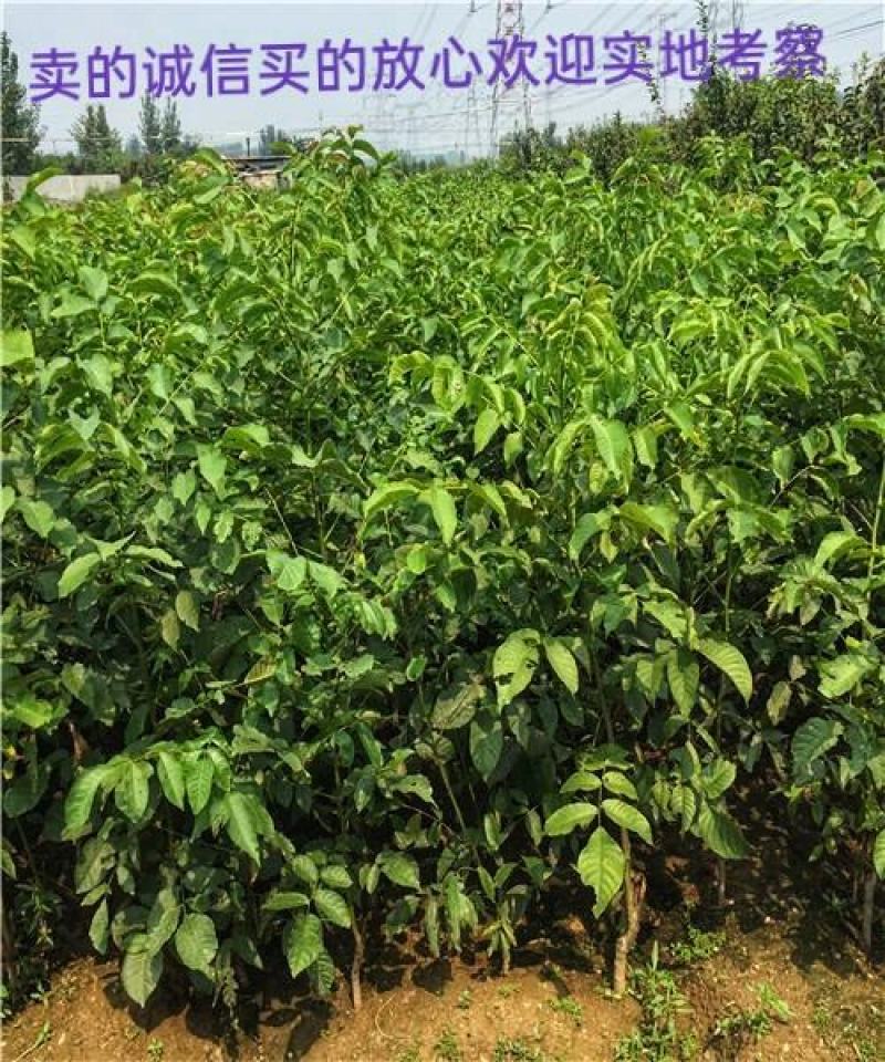 8518薄皮核桃树苗保质保量现挖现发假一赔十死苗补发