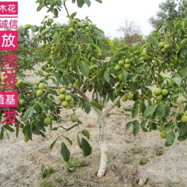 8518薄皮核桃树苗保质保量现挖现发假一赔十死苗补发