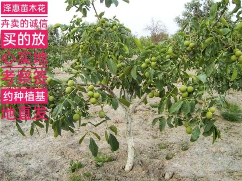 8518薄皮核桃树苗保质保量现挖现发假一赔十死苗补发