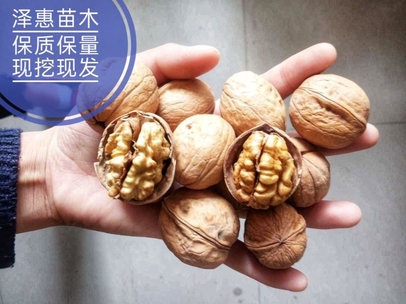 8518薄皮核桃树苗保质保量现挖现发假一赔十死苗补发