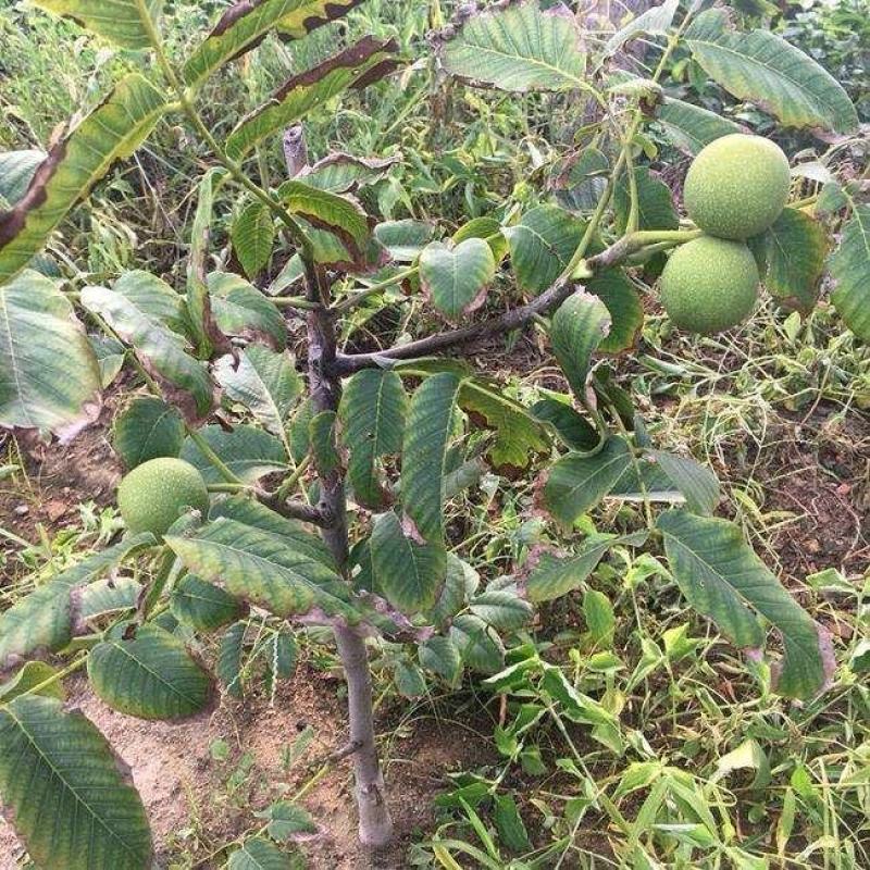 8518薄皮核桃树苗保质保量现挖现发假一赔十死苗补发