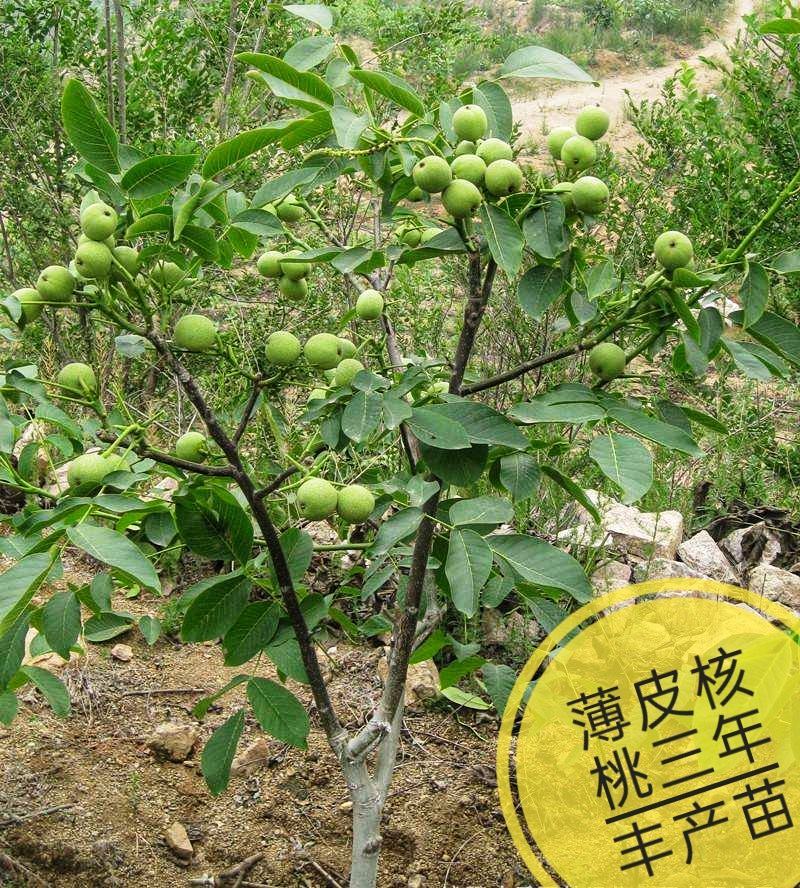 8518薄皮核桃树苗保质保量现挖现发假一赔十死苗补发