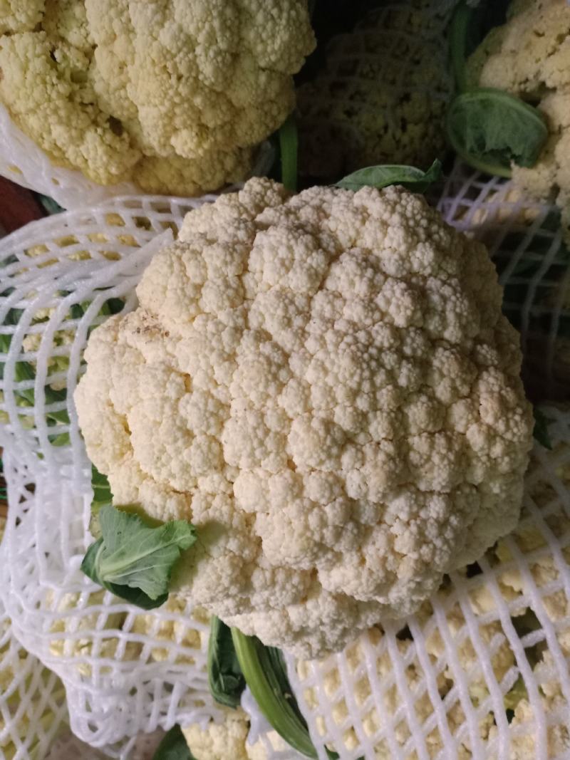 有机花菜现已大量上市质量好欢迎采购