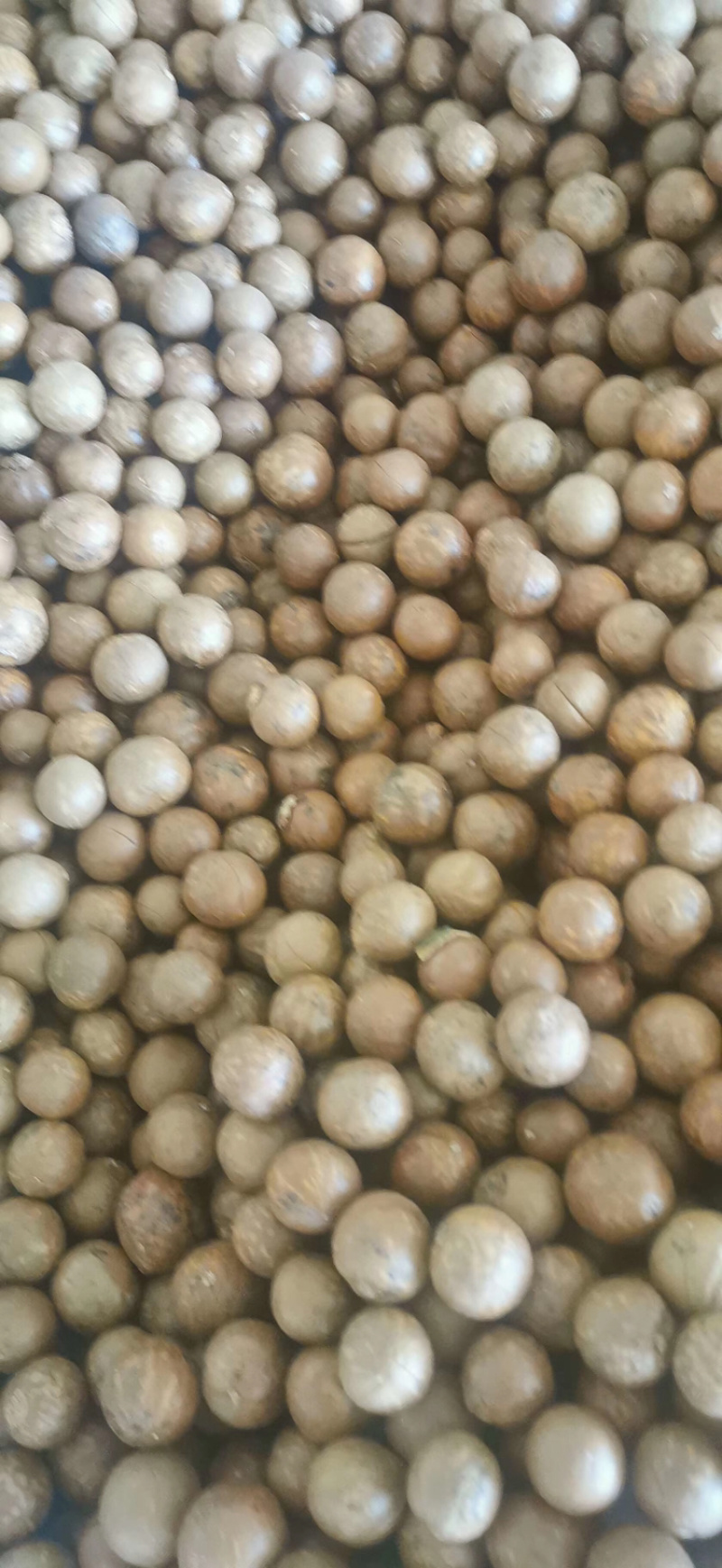 新鲜的夏威果/坚果干果