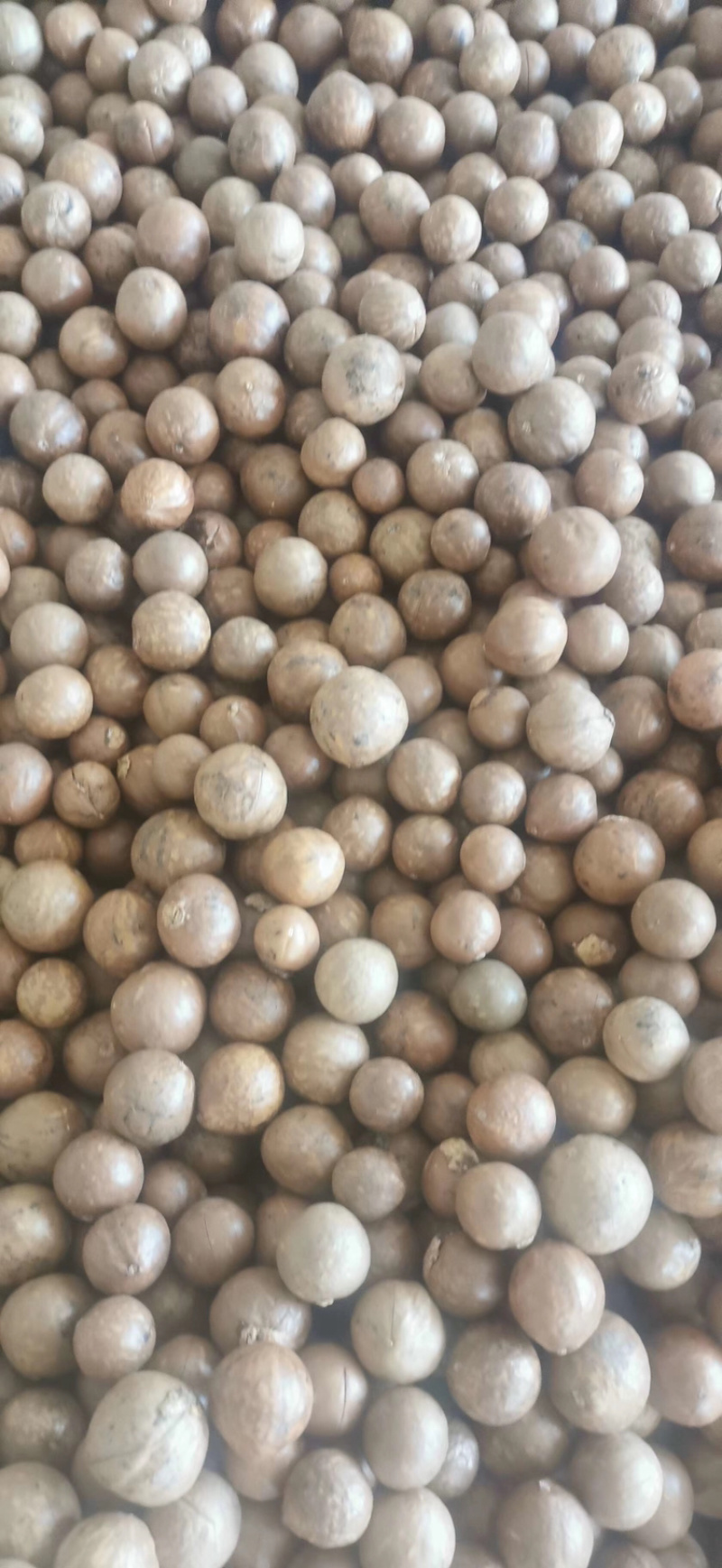 新鲜的夏威果/坚果干果