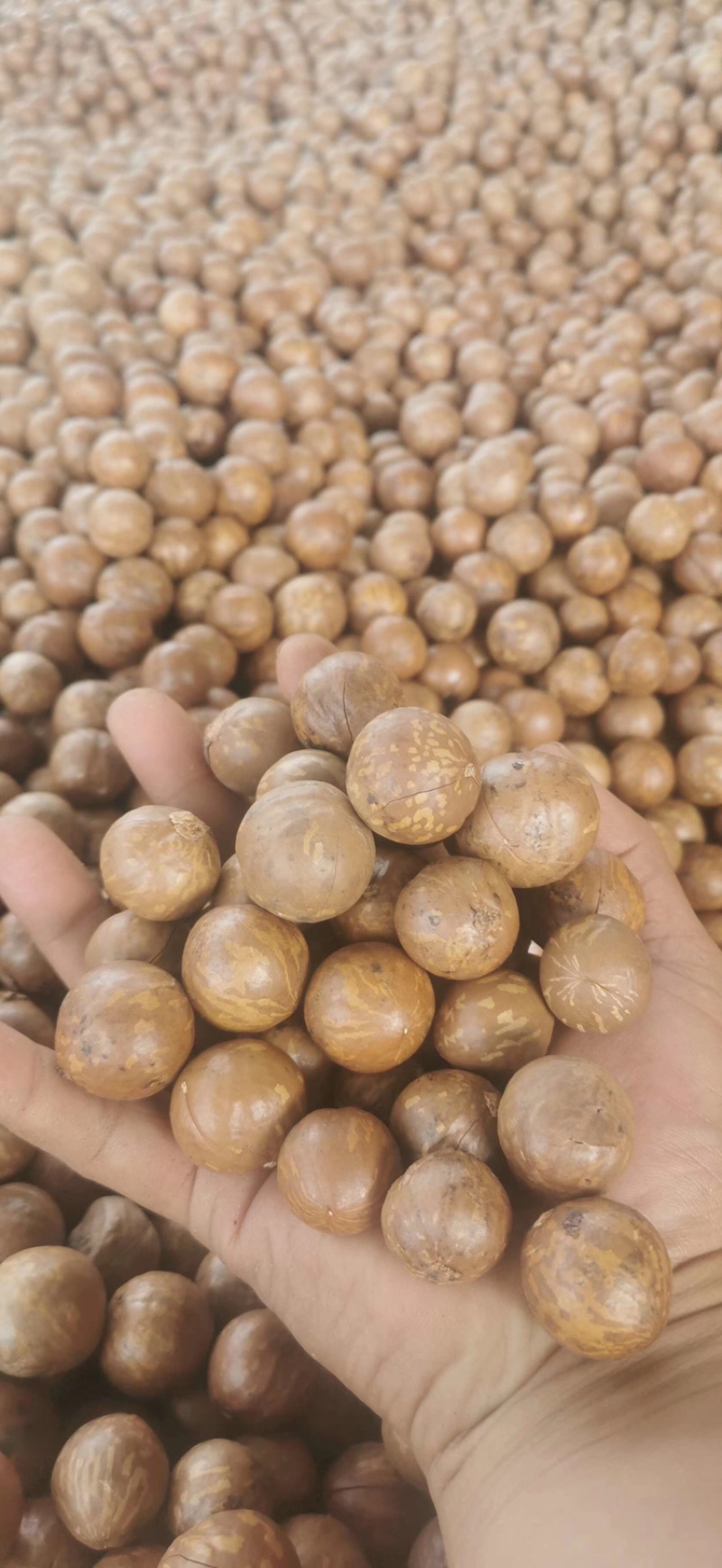 新鲜的夏威果/坚果干果