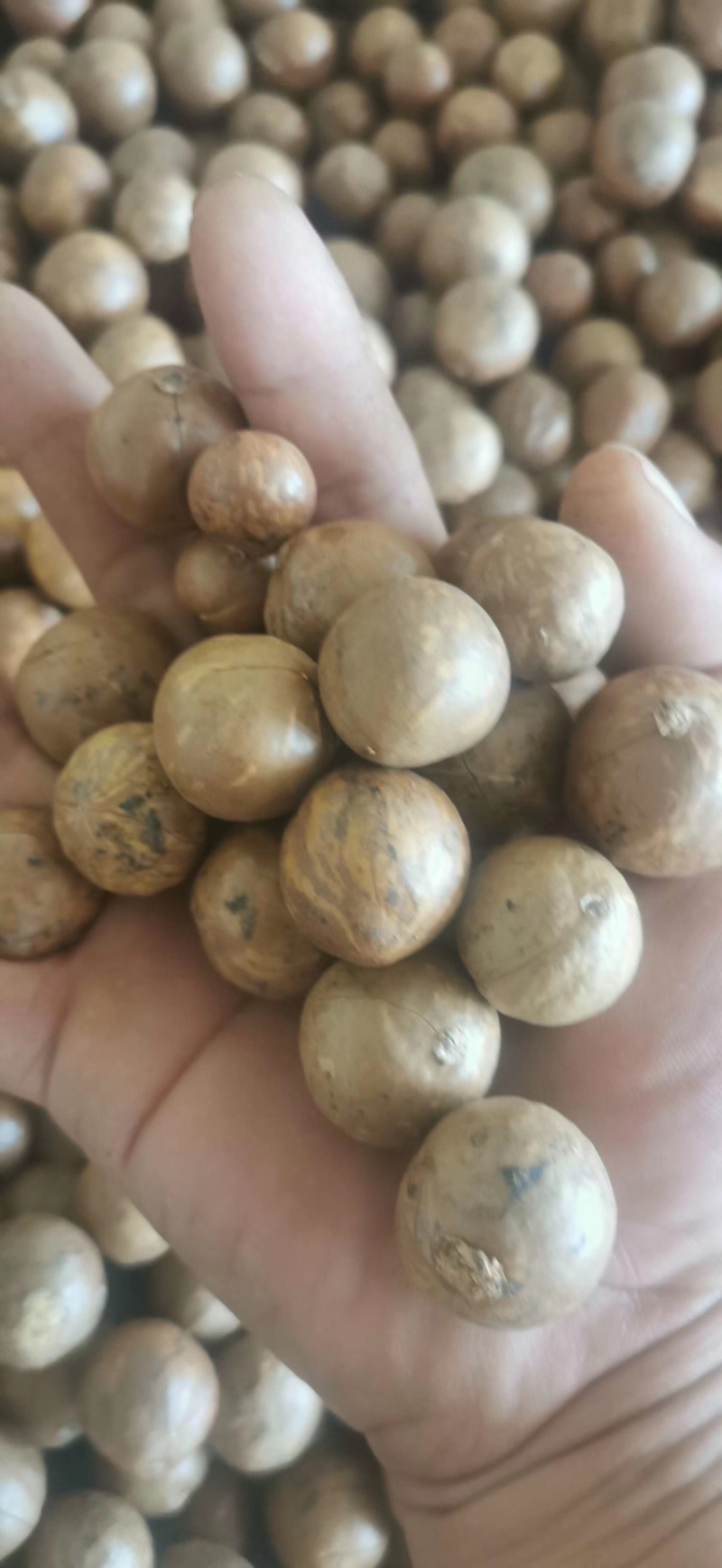 新鲜的夏威果/坚果干果
