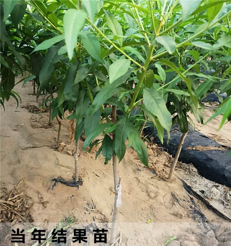 嫁接黄金蜜桃毛桃苗蟠桃苗包成活技术
