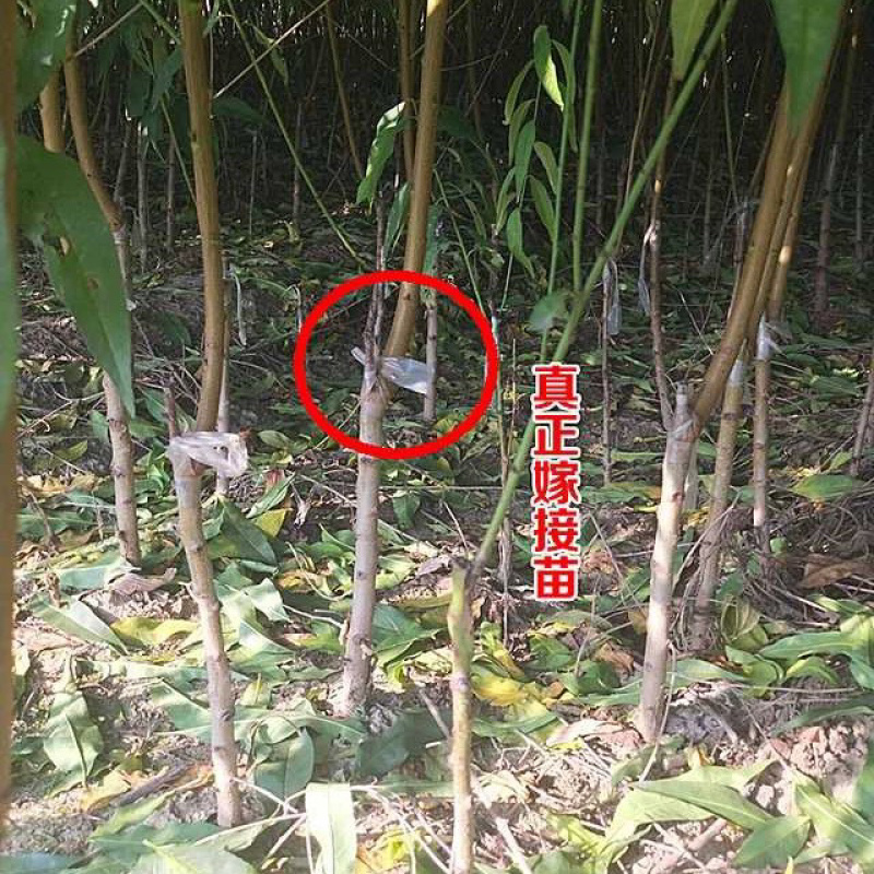 嫁接黄金蜜桃毛桃苗蟠桃苗包成活技术