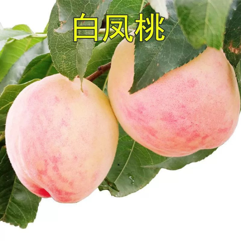 嫁接黄金蜜桃毛桃苗蟠桃苗包成活技术