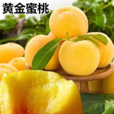 嫁接黄金蜜桃毛桃苗蟠桃苗包成活技术