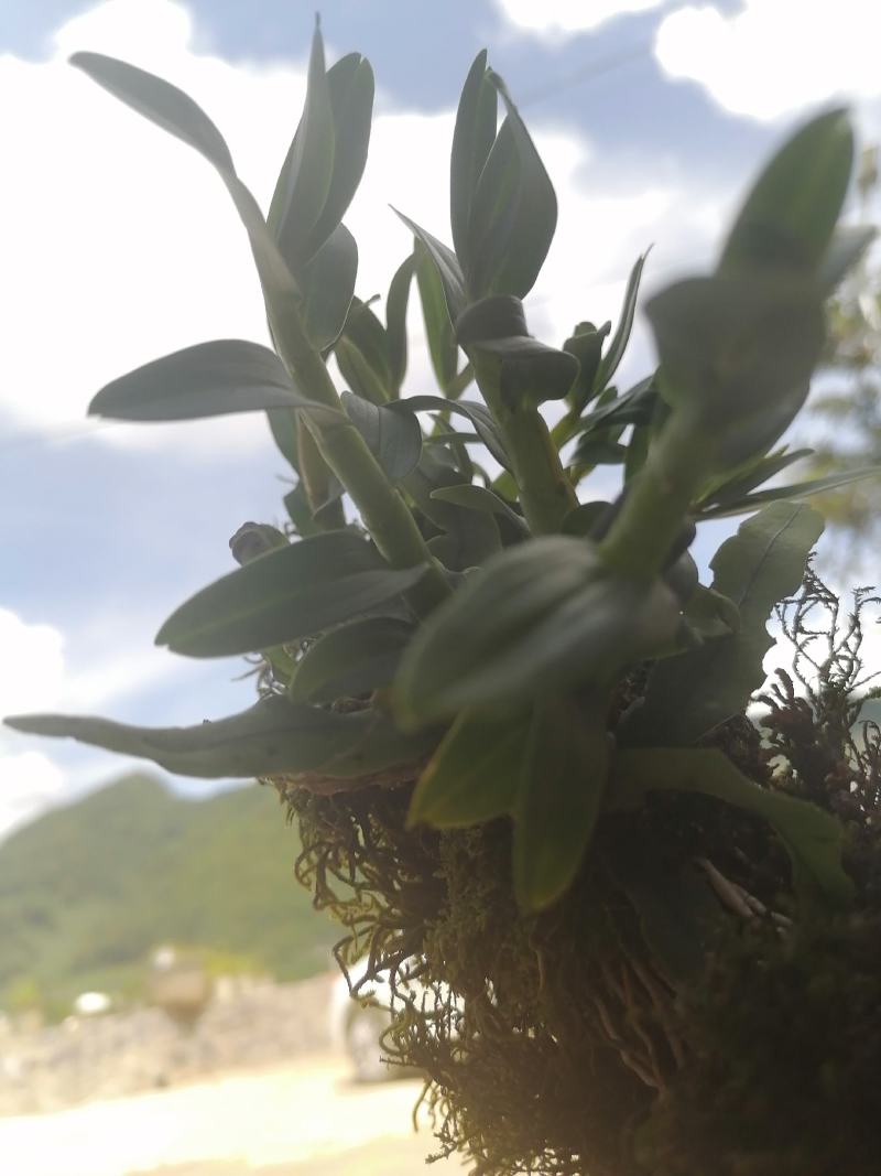 云南野生下山珍虫石斛铜皮紫皮石斛鲜条无渣美容养颜
