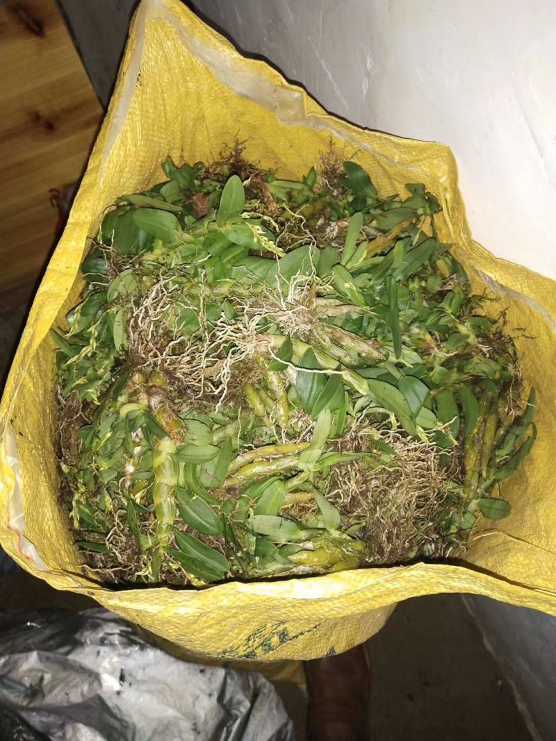 云南野生下山珍虫石斛铜皮紫皮石斛鲜条无渣美容养颜