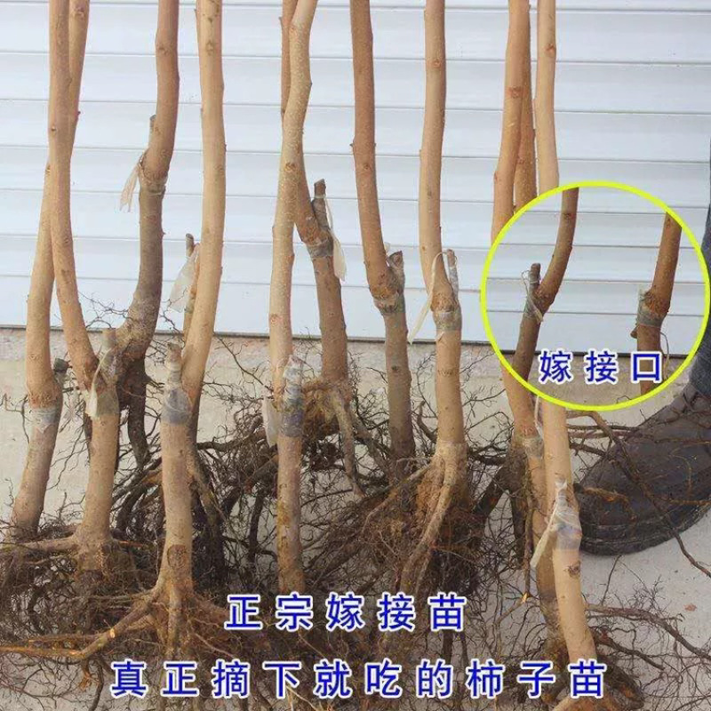 优质嫁接不暖甜柿子苗基地直发一手货源