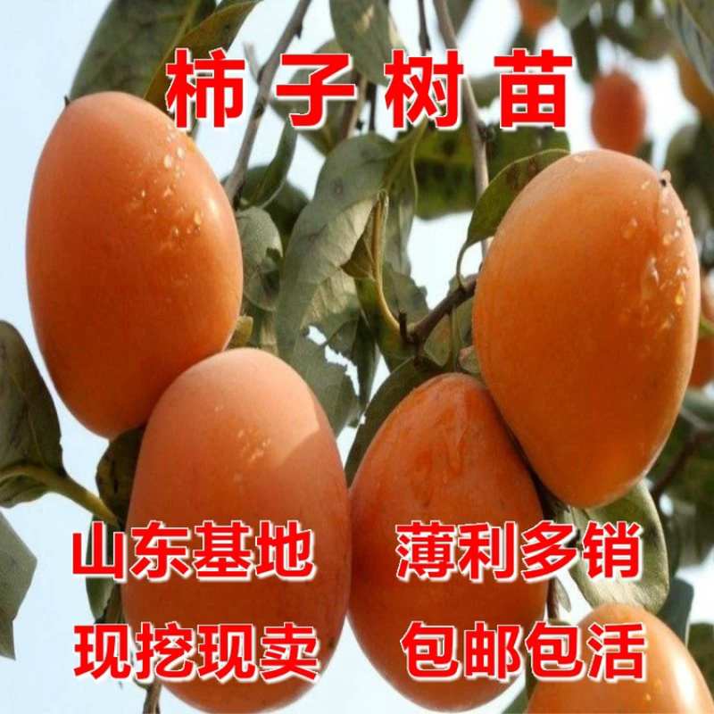 优质嫁接不暖甜柿子苗基地直发一手货源
