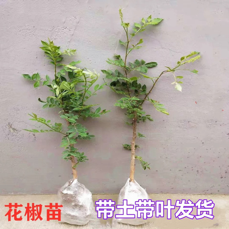 优质嫁接大红袍花椒苗两证一签实地考察