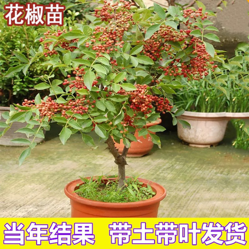 优质嫁接大红袍花椒苗两证一签实地考察